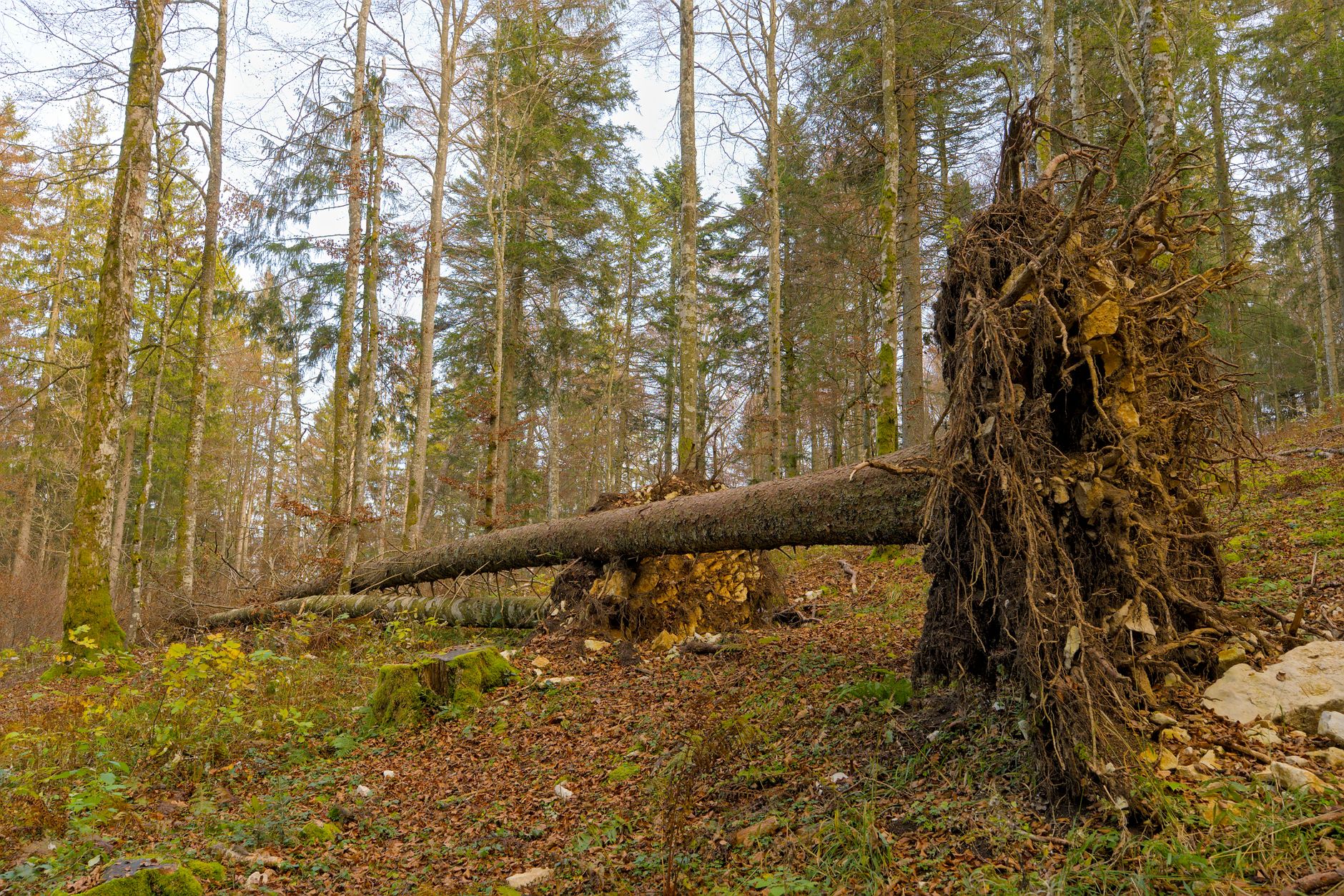 Enlèvement arbre urgence équipe à Carquefou